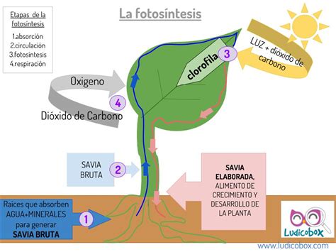 Fotosíntesis ¿que Es Experimenta Y Aprende Ludicobox