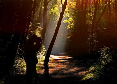Free Images Tree Nature Forest Branch Silhouette Sunset Mist Sunlight Morning Leaf
