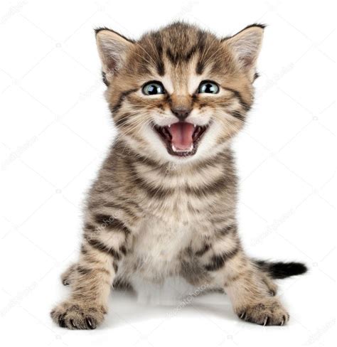 Beautiful Cute Little Kitten Meowing And Smiling Stock Photo By ©cherry