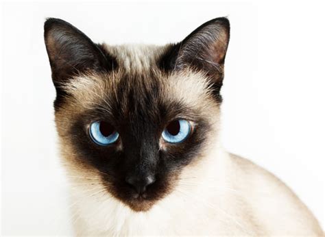 5 Things You Didnt Know About Siamese Cats All Cats