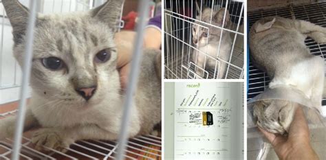 Vaccination And Spaying Subsidy For 1 Cat Trish Neoh Ai Lis Animalcare