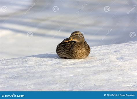 Female Duck Sits On The Snow Bird Looking Sideways Sunny Day W Stock