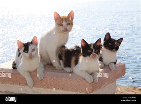 Four Cats Hi Res Stock Photography And Images Alamy