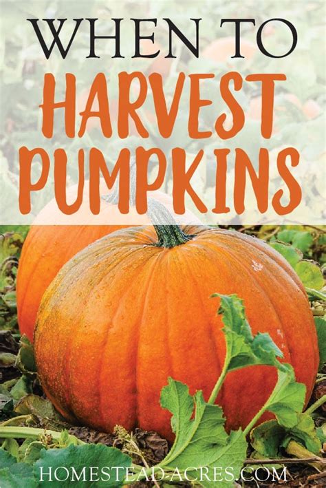 How To Tell When A Pumpkin Is Ripe Plus Easy Harvesting Tips