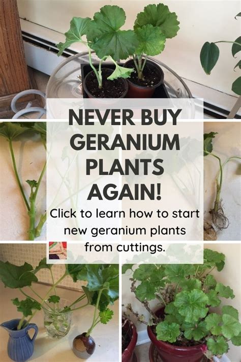 How To Propagate Geraniums From Cuttings
