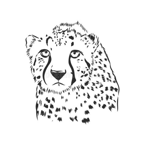 Black And White Vector Sketch Of A Cheetah S Face Portrait Stock
