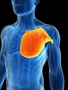 The muscle has two heads: Pectoral Tear or Rupture - JOI Jacksonville Orthopaedic ...