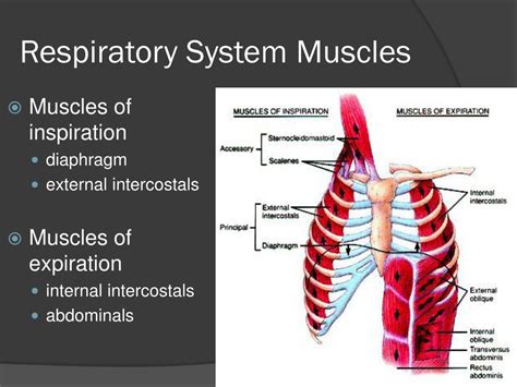 Muscles Involved In Inspiration