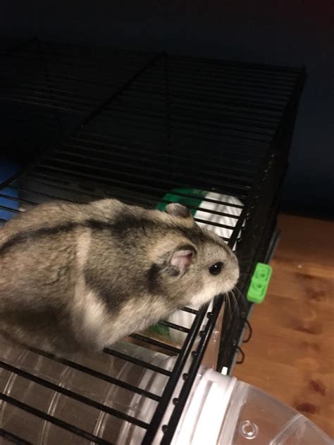 Male Russian Dwarf Hamster With Cage And Acceasories In Fairwater