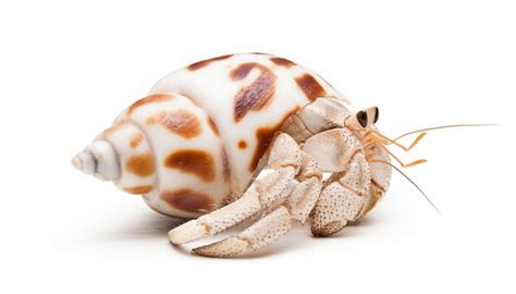 They can be grasped by the back of the shell, but often can reach this area with their claw. How to Breed a Pet Hermit Crab | Animals - mom.me