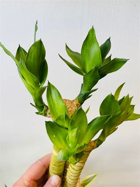 3 Stem Of Lotus Lucky Bamboo With Roots Live Plant 6 To 8 Etsy