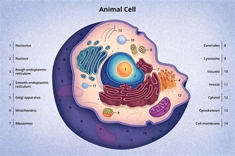 Resultado De Imagen Para Celula Animal Célula Animal Maquetas De