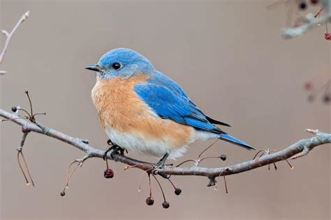 All About The Eastern Bluebird Habitat Behavior And Conservation