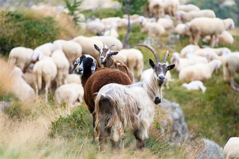 Goats And Sheep Together Hoshana Rabbah Bloghoshana Rabbah Blog