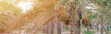 Medjool Date Palms For Sale Desert Empire Palms