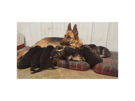Akc Registered Black And Tan German Shepherd Puppies Luverne Puppies