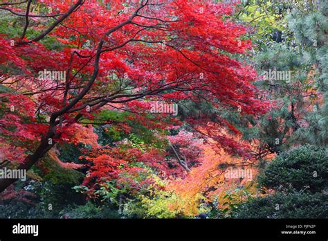 Autumn Leaves In Japan Red Momiji Leaves Maple Tree In Tokyo