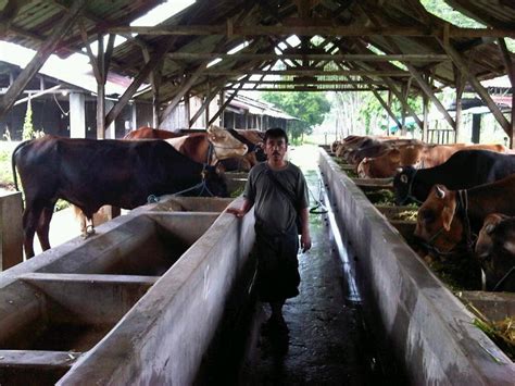 Aqua dikemas dengan proses higienis dalam beberapa ukuran kemasan untuk menunjang aqua. cara ternak: Cara Penggemukan Sapi Bali