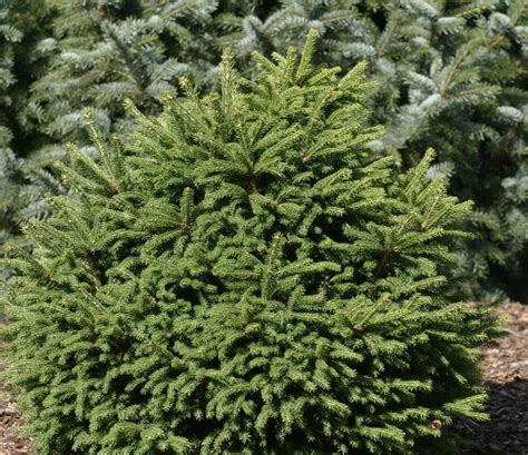 Picea Abies Mucronata Dwarf Norway Spruce Kigi Nursery