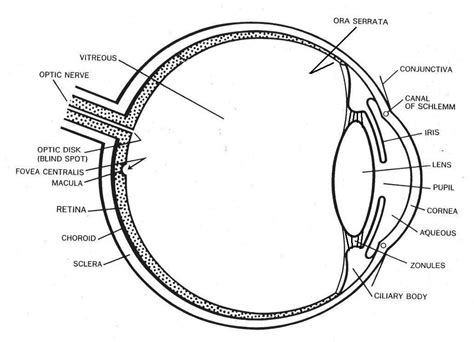 Module 1 Labeled Diagram Of The Eye Eye Health Pinterest Activities