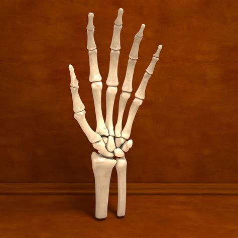 Maybe you would like to learn more about one of these? Ultimate Human Hand Bones Anatomy 3D Model #AD ,#Hand# ...