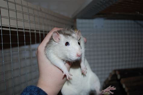 Filegrey Pet Rat Wikimedia Commons