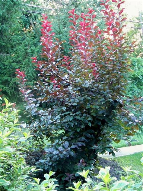 Beware Of Black Knot Disease On Cherry Chokecherry And Plum Trees