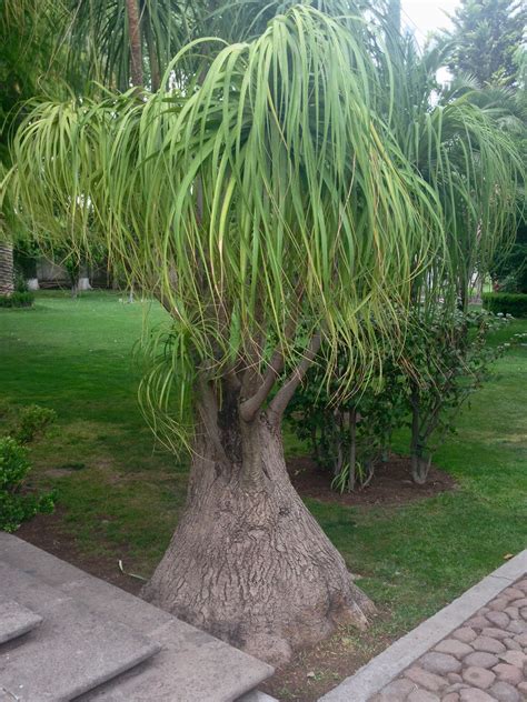 Pata De Elefante En Jardin Jasma