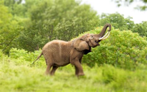 Jun 2019 Plains African Bush Elephant Zoochat
