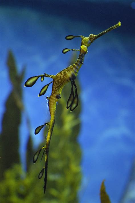 Weedy Sea Dragon Seahorse Seahorses Are Fascinating Creatu Flickr