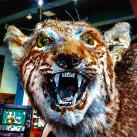 55 Examples Of Bad Taxidermy Which Are Terrifying Yet Hilarious Pi Queen