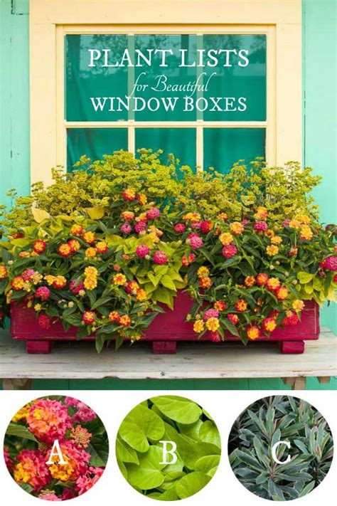 3 Plant Lists For Gorgeous Window Box Combinations