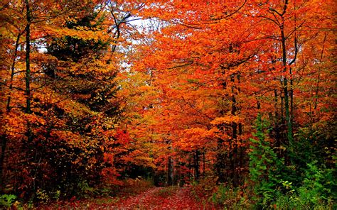 Autumn Colors Wallpapers Top Free Autumn Colors Backgrounds