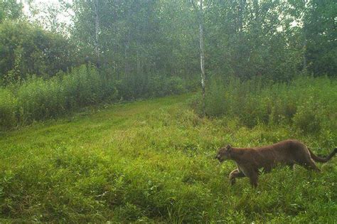 Wisconsin Wildlife Officials Confirm Two Cougar Sightings