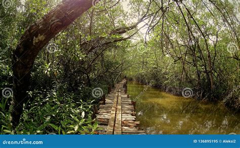 Forest View In Cambodia Stock Image Image Of Southeastasia 136895195