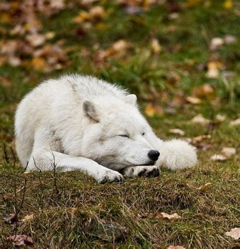 Sleeping Arctic Wolf By © Michael Cummings Arctic Wolf Wolf Love