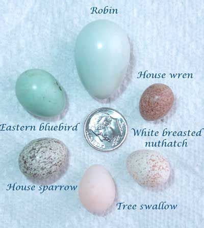 Bird Eggs Egg Size Comparison Including Robin Egg Photo By Bet