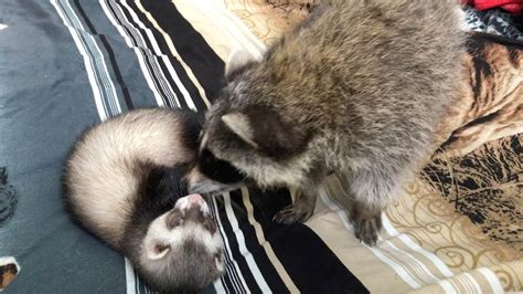 Adorable Ferret And Raccon Are The Cutest Friends Youtube