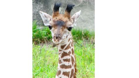 Baby Giraffes Are Awkward Cutest Compilation Youtube