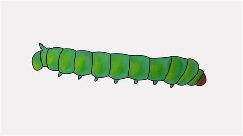 How To Draw A Silkworm Step By Step Draw A Silkworm Youtube