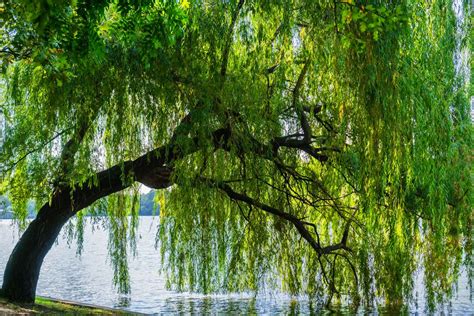 Weeping Willow Tree Guide Planting And Care Tips For Willow Trees