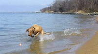 9 Of The Best Dog Friendly Beaches in Maryland - The Pet Friendly ...