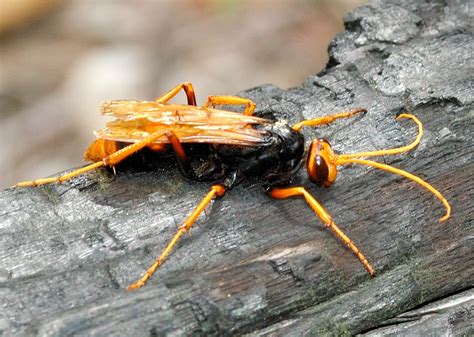 Orange Spider Wasp Cryptocheilus Bicolor Former Heterodontonyx Bicolor
