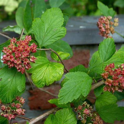 Common Ninebark Shrub Green Thumbs Garden