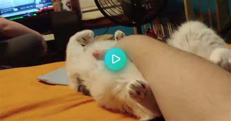 Kitty Cat Belly Rubs Album On Imgur