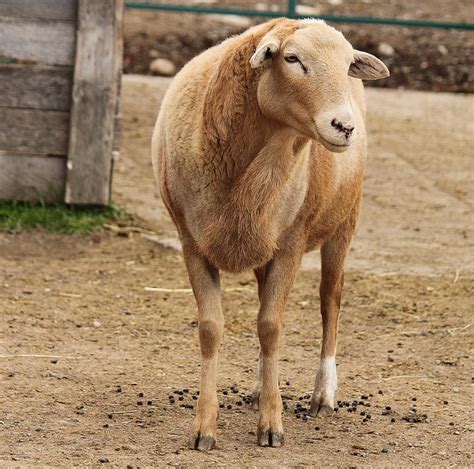 Werther The Katahdin Sheep Donkey Sanctuary Of Canada Picture By