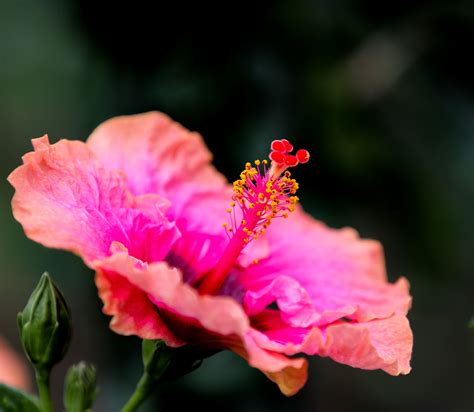 Vibrant Flowers | Flowers, Vibrant flower, Plants