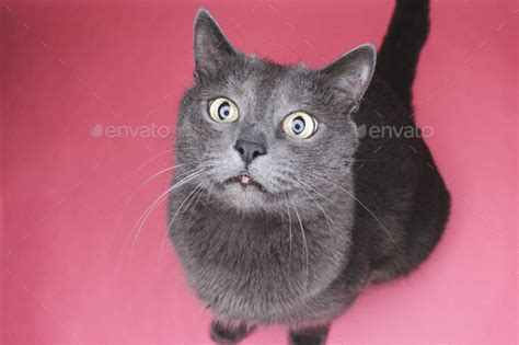 Grey Cat Sitting On The Pink Background Stock Photo By Garloon Photodune