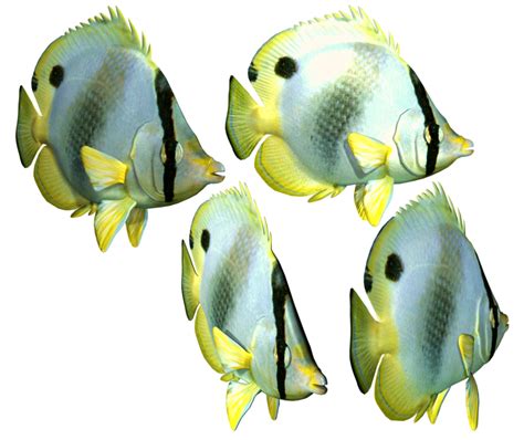 Peixe Png 3 Png All