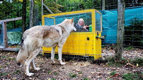 Wolves Next To Dogs What Came Next Is Simply Incredible Naianecosta16
